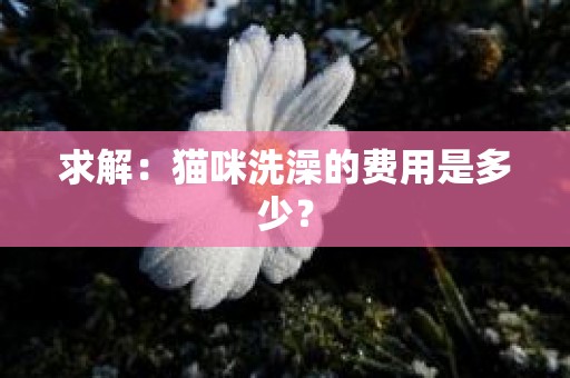 求解：猫咪洗澡的费用是多少？