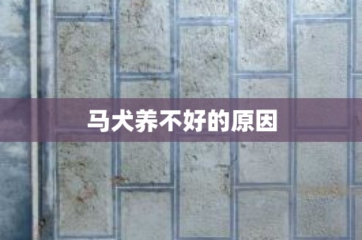 马犬养不好的原因