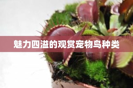 魅力四溢的观赏宠物鸟种类