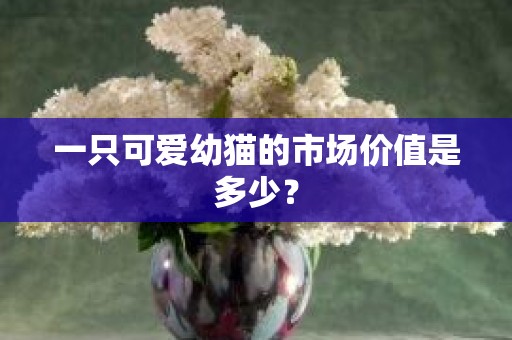 一只可爱幼猫的市场价值是多少？