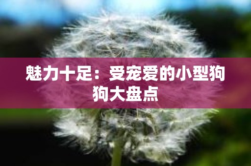 魅力十足：受宠爱的小型狗狗大盘点
