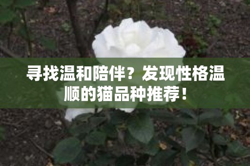 寻找温和陪伴？发现性格温顺的猫品种推荐！