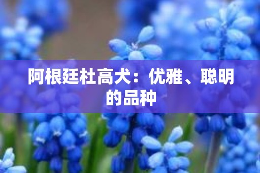 阿根廷杜高犬：优雅、聪明的品种