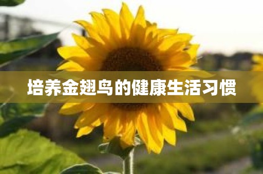 培养金翅鸟的健康生活习惯