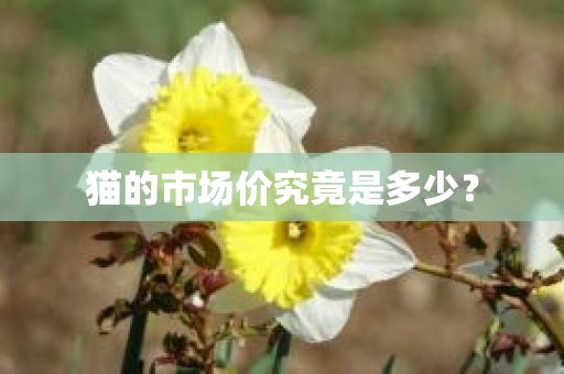 猫的市场价究竟是多少？