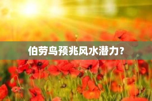 伯劳鸟预兆风水潜力？