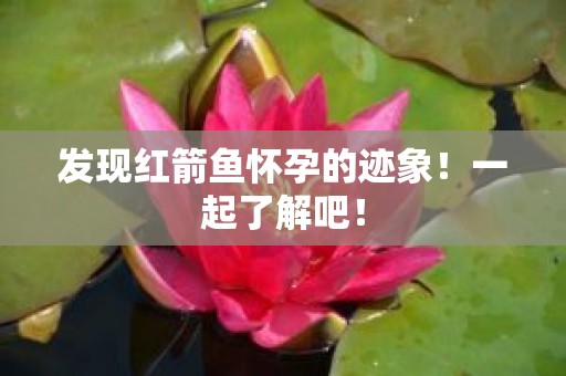 发现红箭鱼怀孕的迹象！一起了解吧！