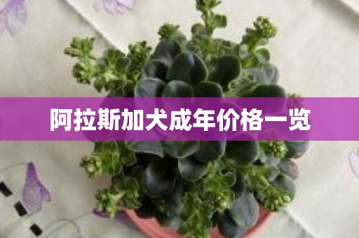 阿拉斯加犬成年价格一览