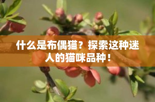 什么是布偶猫？探索这种迷人的猫咪品种！