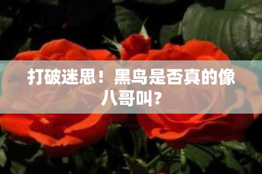 打破迷思！黑鸟是否真的像八哥叫？