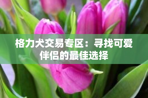 格力犬交易专区：寻找可爱伴侣的最佳选择