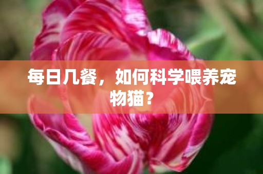 每日几餐，如何科学喂养宠物猫？
