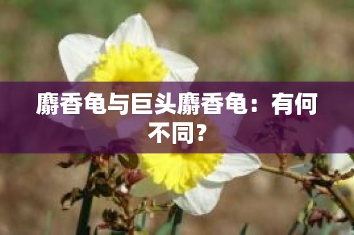 麝香龟与巨头麝香龟：有何不同？