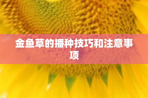 金鱼草的播种技巧和注意事项