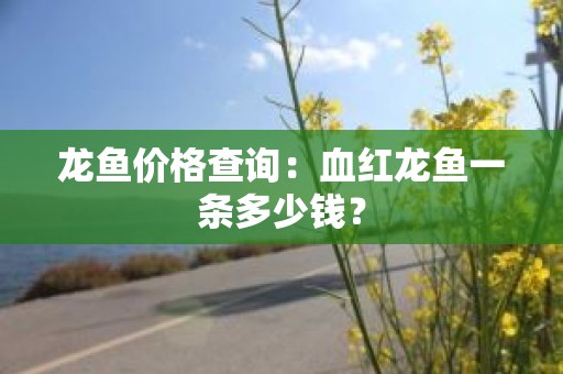 龙鱼价格查询：血红龙鱼一条多少钱？