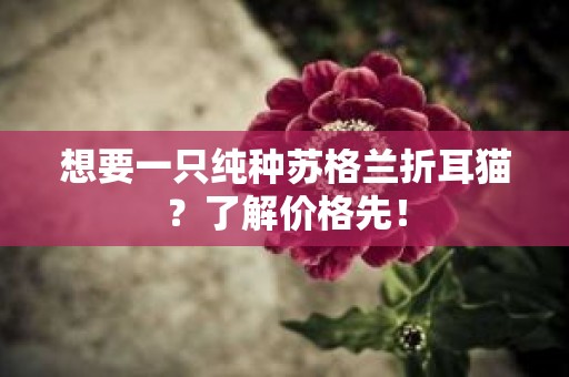 想要一只纯种苏格兰折耳猫？了解价格先！