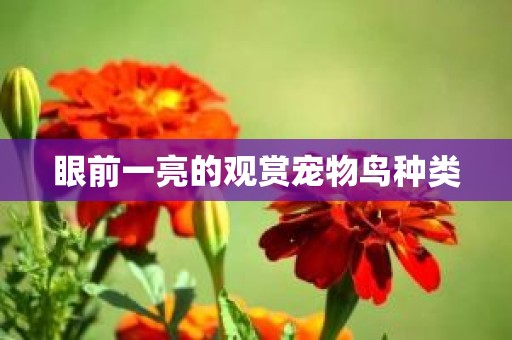 眼前一亮的观赏宠物鸟种类