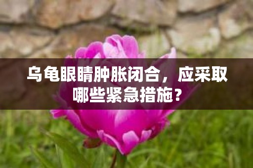 乌龟眼睛肿胀闭合，应采取哪些紧急措施？