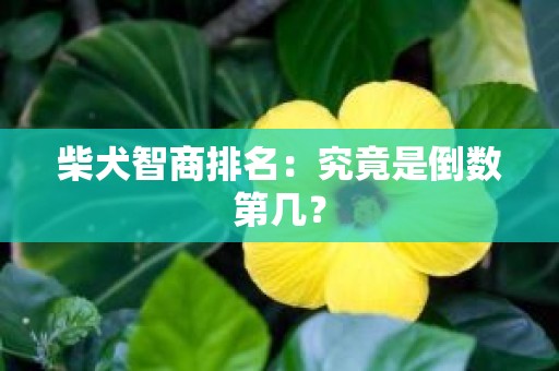 柴犬智商排名：究竟是倒数第几？