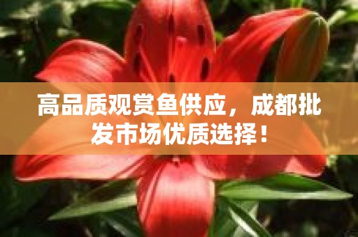高品质观赏鱼供应，成都批发市场优质选择！