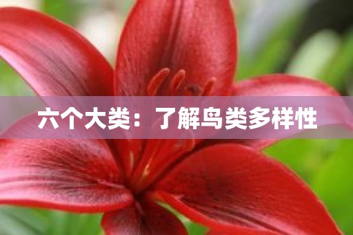 六个大类：了解鸟类多样性