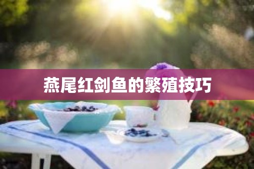 燕尾红剑鱼的繁殖技巧