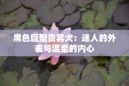 黑色巨型贵宾犬：迷人的外表与温柔的内心