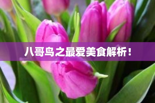 八哥鸟之最爱美食解析！