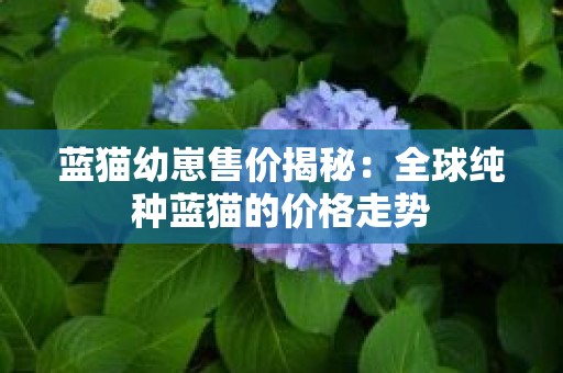 蓝猫幼崽售价揭秘：全球纯种蓝猫的价格走势
