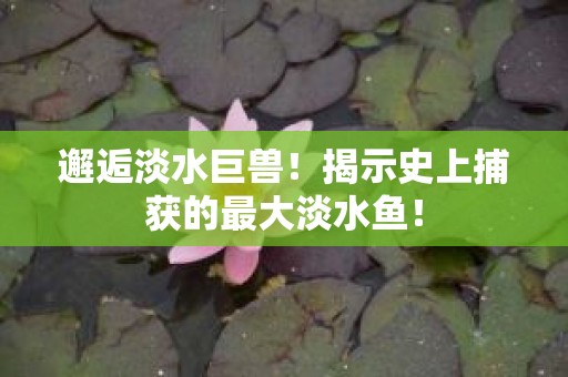 邂逅淡水巨兽！揭示史上捕获的最大淡水鱼！