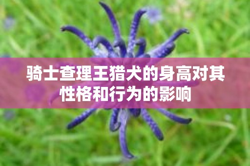 骑士查理王猎犬的身高对其性格和行为的影响