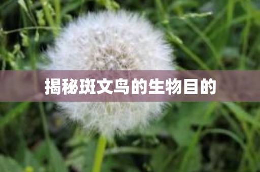 揭秘斑文鸟的生物目的