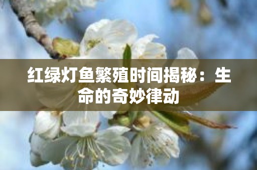 红绿灯鱼繁殖时间揭秘：生命的奇妙律动
