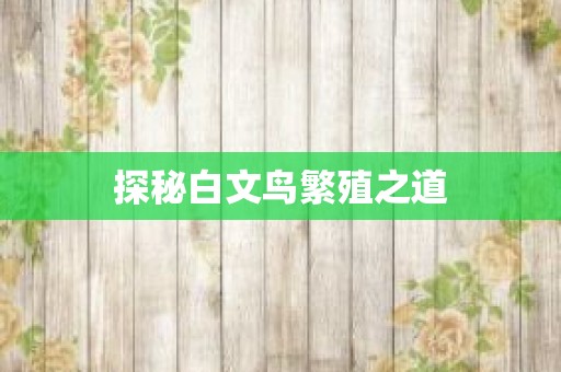 探秘白文鸟繁殖之道