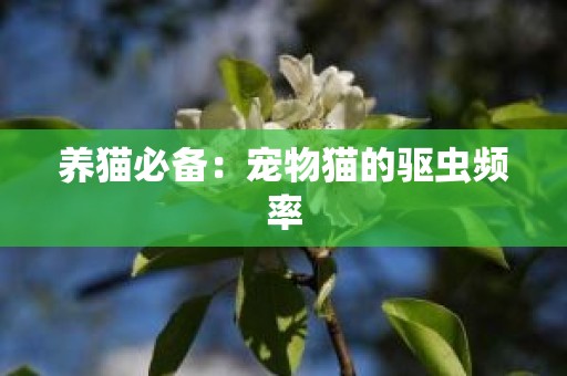 养猫必备：宠物猫的驱虫频率