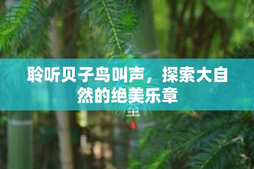 聆听贝子鸟叫声，探索大自然的绝美乐章