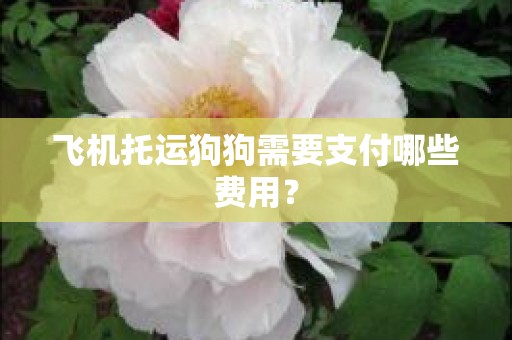 飞机托运狗狗需要支付哪些费用？