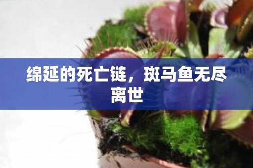 绵延的死亡链，斑马鱼无尽离世