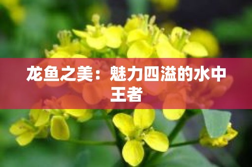 龙鱼之美：魅力四溢的水中王者