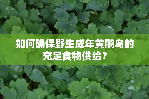 如何确保野生成年黄鹂鸟的充足食物供给？