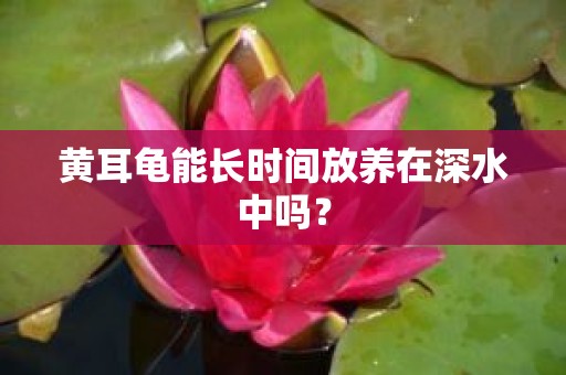 黄耳龟能长时间放养在深水中吗？