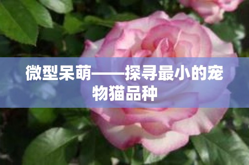 微型呆萌——探寻最小的宠物猫品种