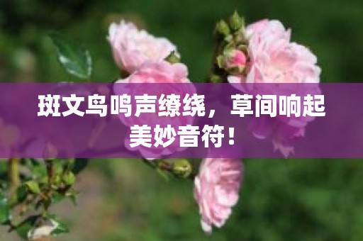 斑文鸟鸣声缭绕，草间响起美妙音符！
