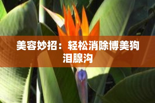 美容妙招：轻松消除博美狗泪腺沟