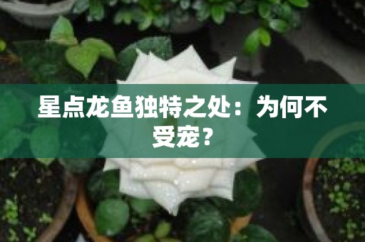 星点龙鱼独特之处：为何不受宠？