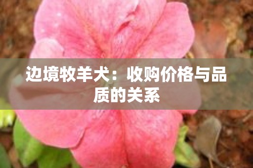 边境牧羊犬：收购价格与品质的关系