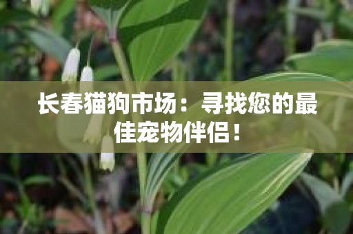 长春猫狗市场：寻找您的最佳宠物伴侣！