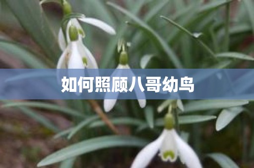 如何照顾八哥幼鸟