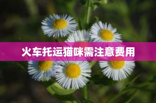 火车托运猫咪需注意费用