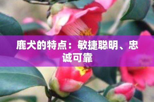 鹿犬的特点：敏捷聪明、忠诚可靠